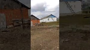 дагонялки кулевча