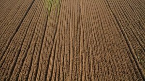 Выращивание сои в России технология без риска - Советы огородные