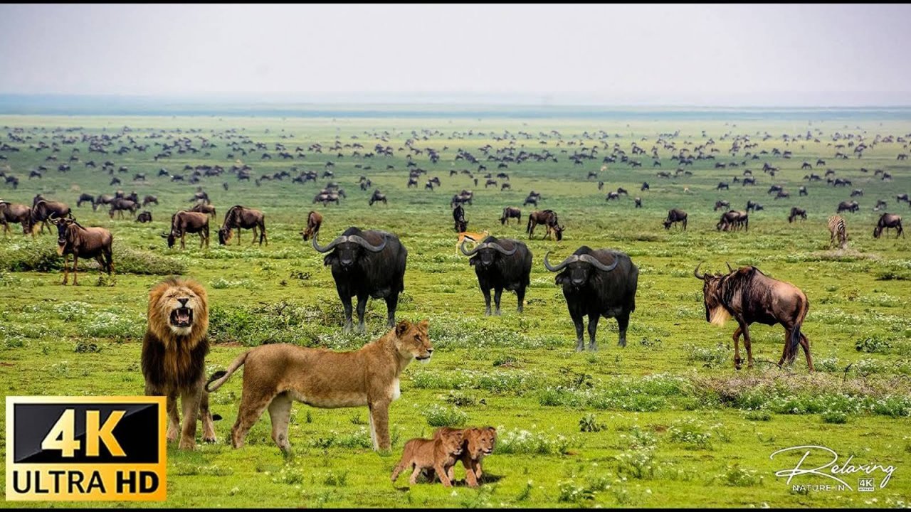Дикая природа Африки в формате 4K Что будет дальше - Расслабляющая природа