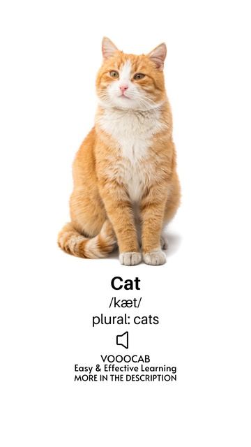 Cat - Pronunciation, English Phonetic Transcription, Plural Form / Pets Vocabulary Playlist