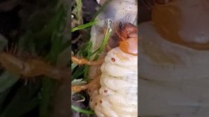 Личинка майского жука🐛/наверное🤔/