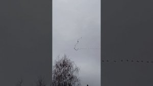 Птицы возвращаются весной