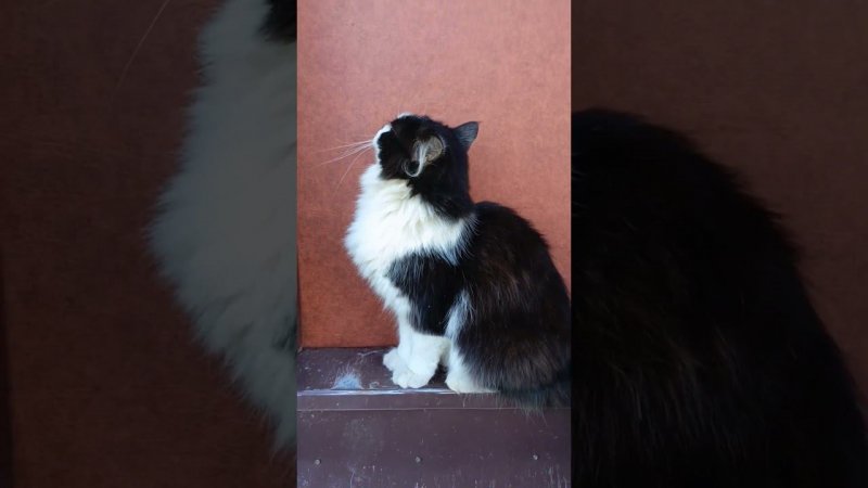 Язьмыш - наш пушистый малыш#коты #котки #cat