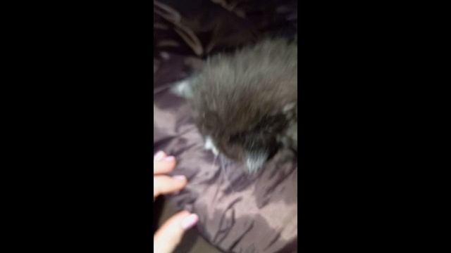 Котенок