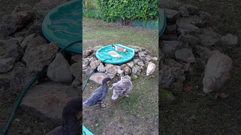 Потягушки от Уголька) #duck