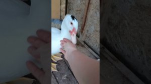 Видеоболталка. Печальный результат овоскопирования.