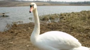 20040400 Изборск