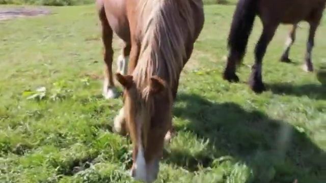 Тинкеры (20) смотреть онлайн