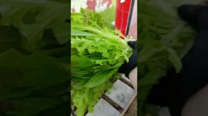 Утренний обход двора. Новая петуния. Утки, гуси)