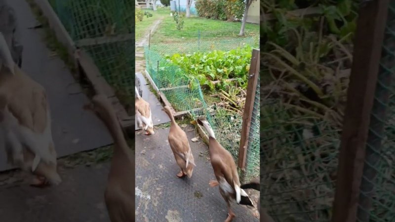 Индийский бегун. Моим бегункам 7 месяцев! #duck