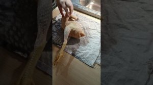 Начались поселковские будни. Игрушка электро-пинцет для ощипа птицы. Утренняя управа на хозяйстве.