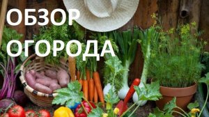 Обзор грядок и сада   23 мая 2023 года.