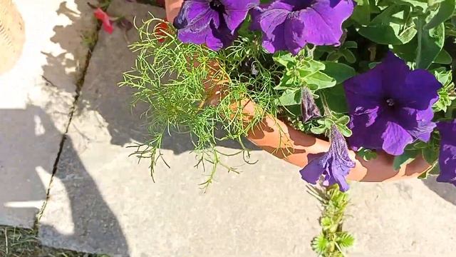 Ну вот и лето наступило.Обзор участка. смотреть онлайн