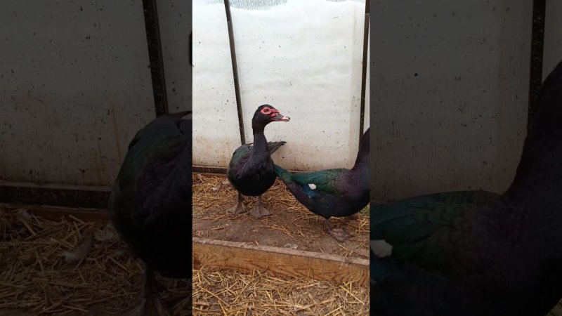 Мои изумруды  Индоутка Чёрный изумруд. #duck