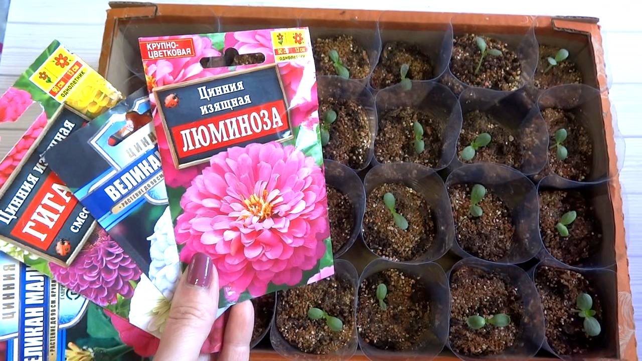 Сегодня занималась цветами🥀 Рассадила Циннию по стаканчикам смотреть онлайн