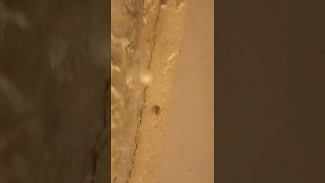 Как это получилось.Я реальный человек а там плетет свою паутину КОКОН8 апреля 2020 г. смотреть онлайн