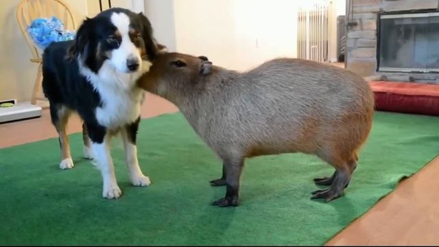 Capybara Daily 4 #capybara #shorts смотреть онлайн