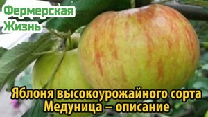 Яблоня высокоурожайного сорта Медуница – описание ботанических особенности