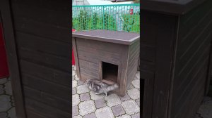 Ждём похолодание.