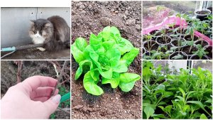 Обход растений. Без пушистого агронома никуда. Как перезимовали фуксии!? Высадила салат в теплицу.