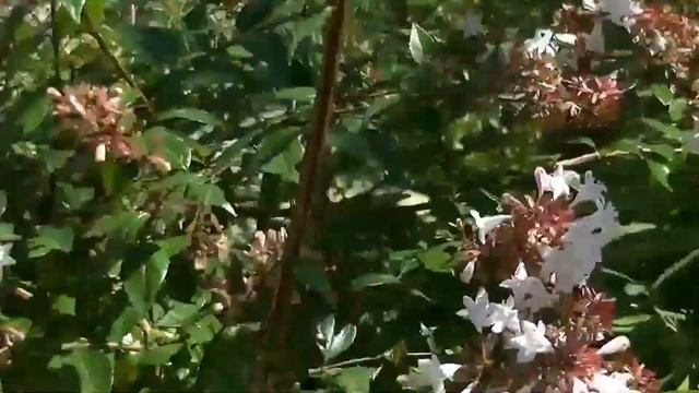 アゲハ蝶 Swallowtail butterfly смотреть онлайн