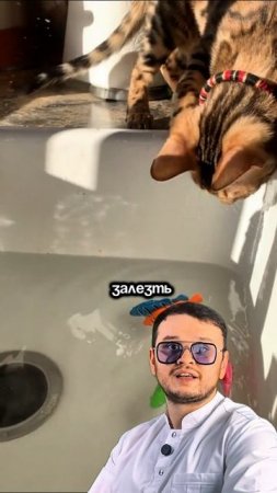 Бенгальские кошки