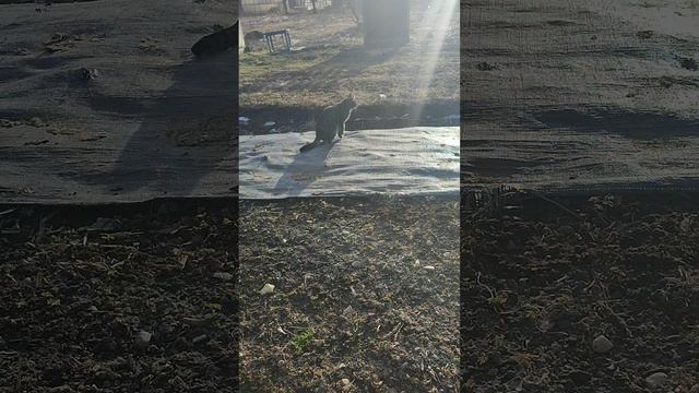 Куры 🐔 на свободном выгуле. Или с хозяйкой Лапой пасëм птичек 🤠