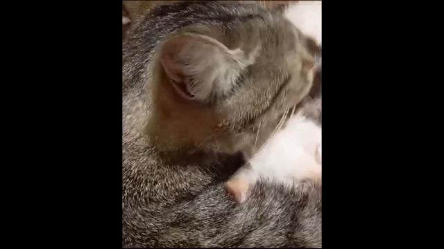 Вечерняя милота 🐱 Петя в роли няньки 🐈 смотреть онлайн