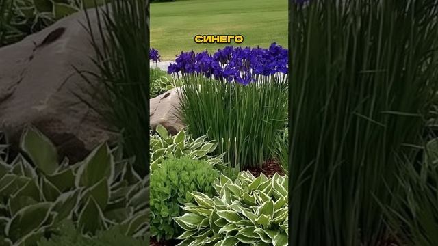 🌸🤫 Секрет Пышного Цветника, о Котором Молчат Профи