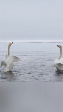 🦢 Весна пришла и в сердца лебедей Тверской области
