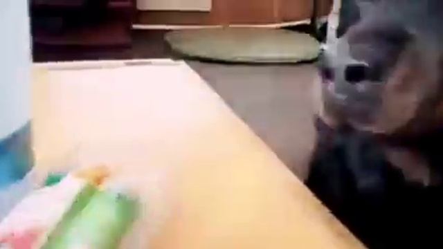 Самый лучший полицейский собак смотреть онлайн