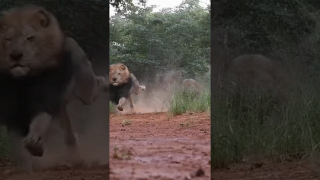 Дикая Природа🐅🐆🦒 Красивые Кадры