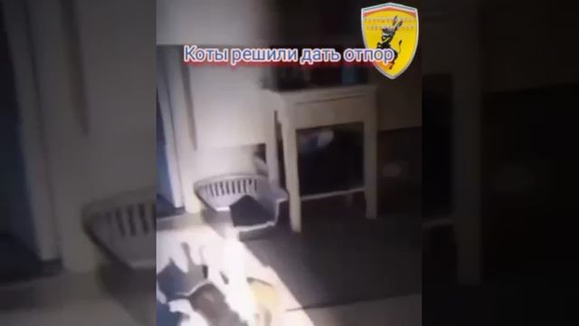 КОТЫ ПРОТИВ ПСОВ
