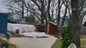Черенки роз, особенности укрытия роз.
