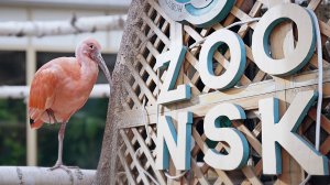 В Новосибирском зоопарке построят новые павильоны и ветклинику