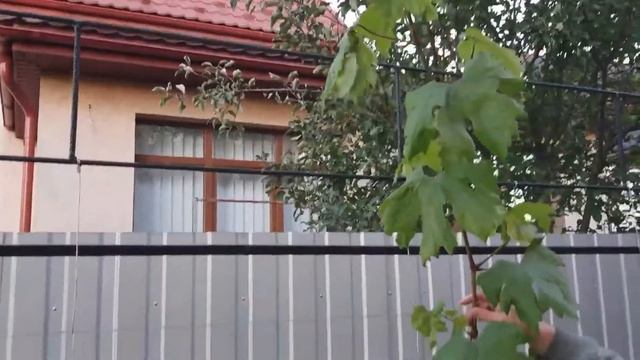 Однорічні саджанці винограду.Захищаємо від заморозків, допомагаємо визрівати лозі.