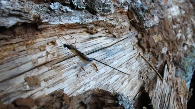 Vroege Vogels - Sluipwesp смотреть онлайн