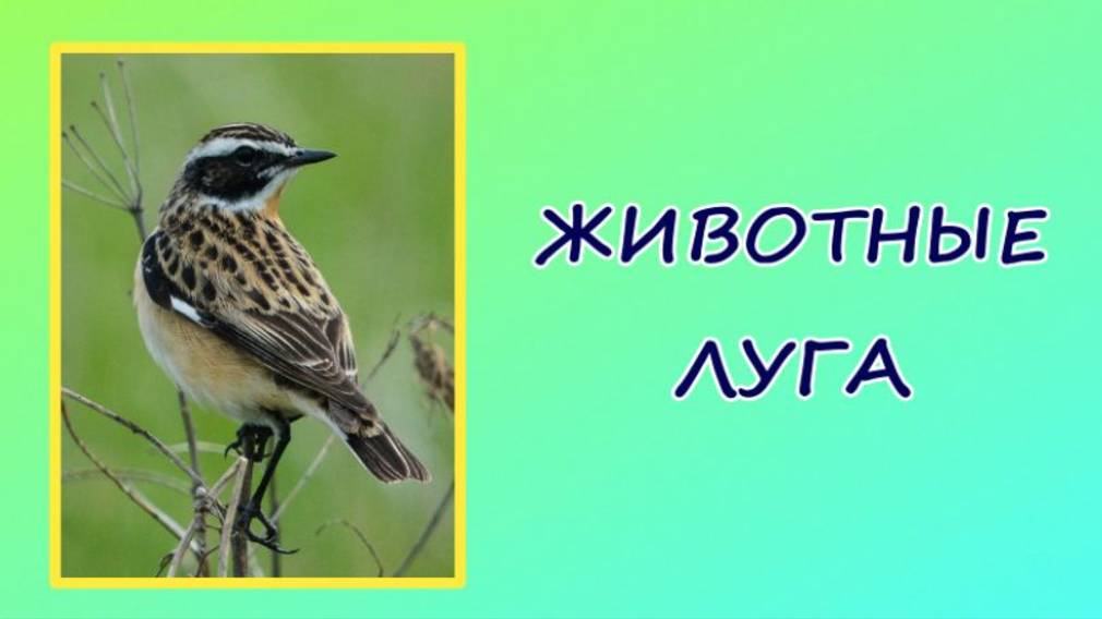 Животные луга. Окружающий мир. Видеоурок. смотреть онлайн