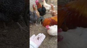 Теплица, котики, куры и новые яйца.