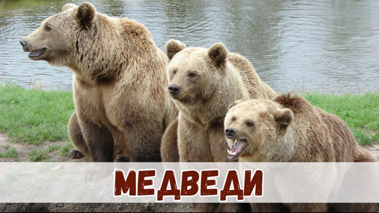 Бурые медведи — хозяева леса