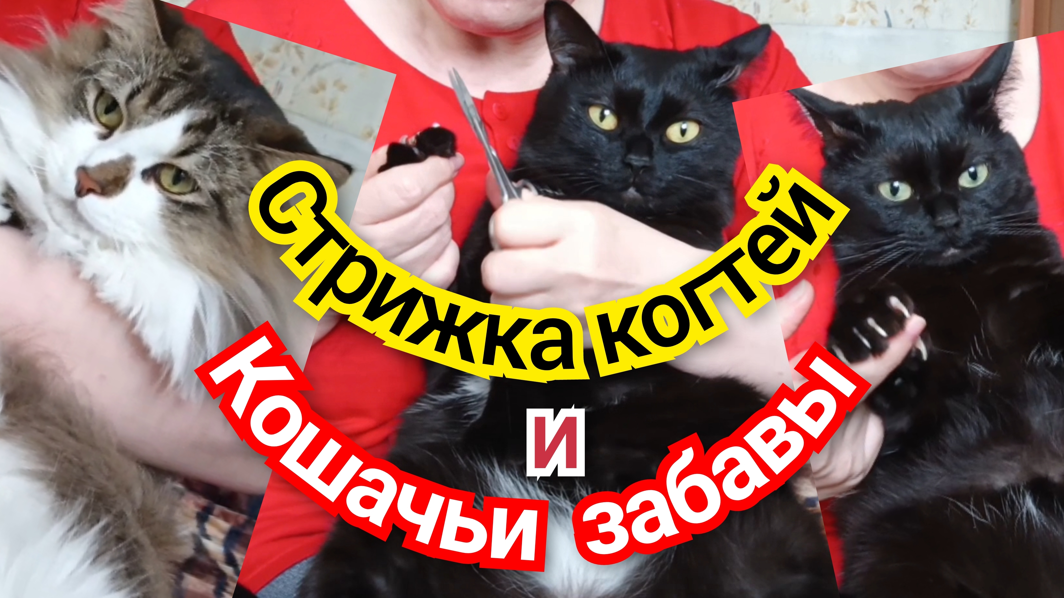 Стрижка когтей у кошек.