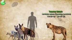 Hyena Size Comparison Living Extinct