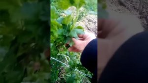 Продолжение формирования куста крыжовника на шпалеру. Ростовская обл
