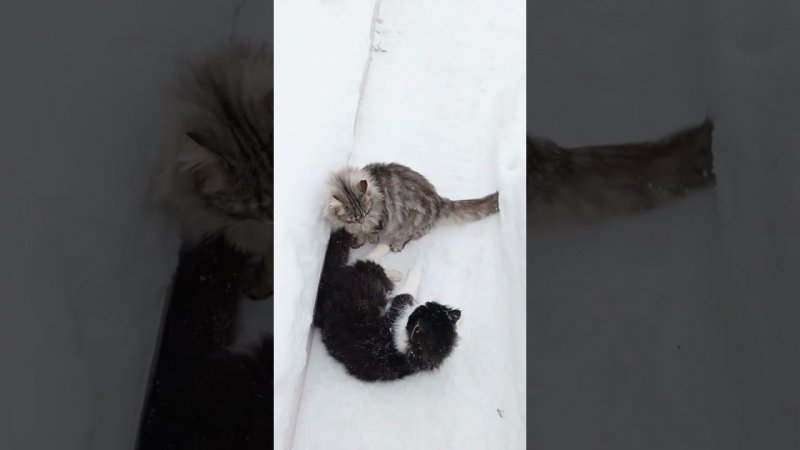 Язик и Мишка. Снежные бои котиков #cat