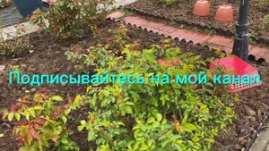 Ужас и тревога в розовых садах. Панике - бой. Справимся.