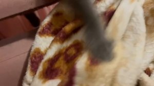 Наигрался и решил полежать, немного надо отдохнуть, мяуу