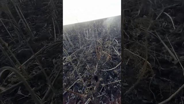 СКОТ АТАКУЕТ НАШИ ПОЛЯ!!! смотреть онлайн