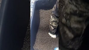 Кормление осетра акватаном у Антона на АКВАФЕРМА