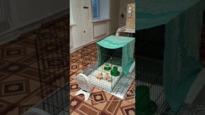 Бешеный день. Два бегунка. Камин не установили...
