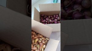 Дела по саду: убрала в теплицах, посадила лук/чеснок. Хризантемы высажены! У птичек порядок.